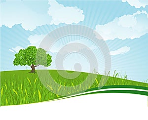 Summer meadow. Vector template