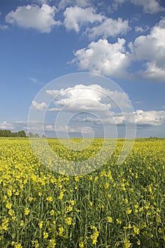 Summer meadow vertical