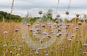 Summer meadow with violet-blue flowers of Sheep`s-bit scabious Jasione montana, blue bonnets or buttons, blue daisy