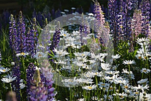 Summer meadow with violet lupine flowers and white daisies. Flowering nature scene