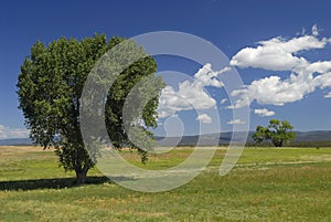 Summer meadow in western Colorado