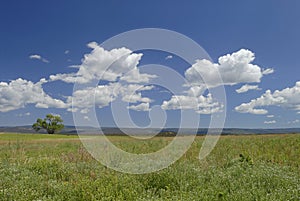 Summer meadow in western Colorado