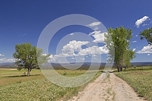 Summer meadow in western Colorado