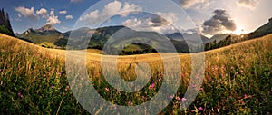 Summer meadow with wild flowers in Slovakia mountain, Terchova