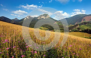 Letní louka s divokými květinami na Slovensku hora, Terchová