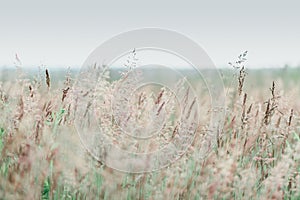 Summer meadow with wild grasses at sunset. Soft focus