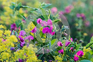 Summer meadow - wildflower Lathyrus tuberosus