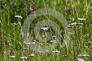 Summer meadow with wildflowers, closeup of photo. Wildlife of Eastern Siberia