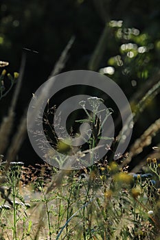 Summer meadow of wildflowers and grass, backlit in morning sun