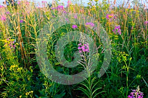 Summer meadow of a willowherb or fireweed flowers with blue sky, selective focus. A bloom fireweed meadowland for poster photo