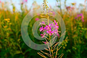 Summer meadow of a fireweed flowers with blue sky, selective focus. A bloom fireweed meadowland for poster, calendar photo