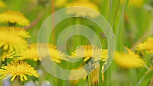 Summer meadow of yellow dandelion flowers among green grass. Many dandelion flowers grow on the field. Macro view.