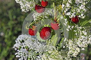 Summer mellow strawberries