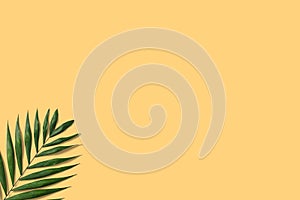 Summer minimal banner. Green palm leaf on the yellow pastel background