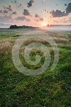 Summer misty dawn on the meadow