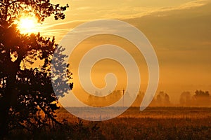 Summer misty morning,Russian backwoods