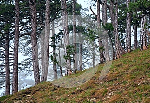 Summer misty pine forest on hill