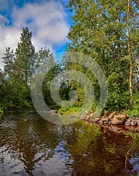 Summer morning on the banks of the river mga in the Leningrad re