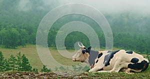 The summer morning cow is lying on green grass. The background there are forest and mountain in fog mist. Livestock cow