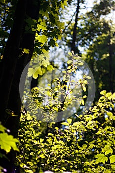 Summer morning in the european forrest