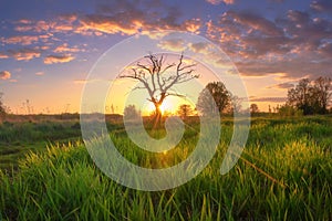 Summer morning landscape at sunrise. Amazing rural scenery