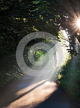 Summer morning sun rays on a road