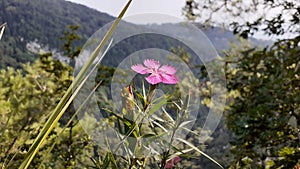 The summer mountain flower