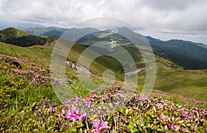 Summer mountain landscape with beautiful rhododendron myrtifolium