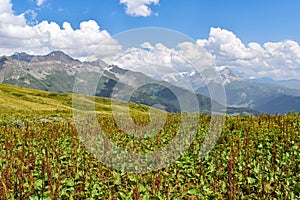 Summer mountain landscape with colorful blooming flowers in Svaneti region, Georgia, Asia. Snowcapped mountains in the