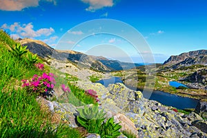 Summer mountain landscape with flowers and alpine lakes, Transylvania, Romania