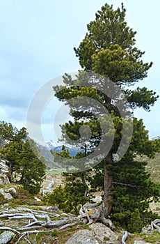 Summer mountain landscape (Fluela Pass, Switzerland)