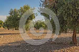 In summer, a mountain landscape with a grove of young olive trees. Spain, Andalusia