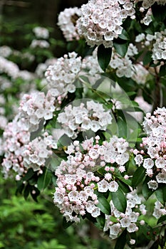 Summer Mountain Laurel Blooms