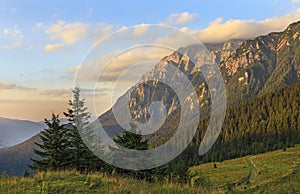 Summer mountain meadows with pine-tree forest.