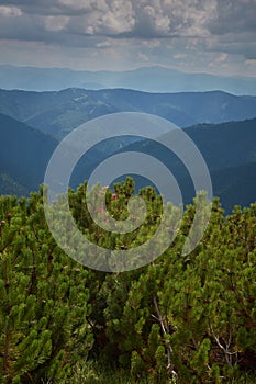 Summer Mountain view with a dramatic stormy sky and juniper vegetation