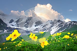 Summer mountains. Yellow flowers in green mountain valley. Alpine mountain range. Beautiful view on snowy rocky mountains