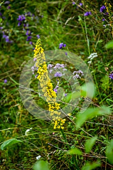 In the summer, mullein Verbascum blooms in the wild