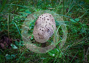 Summer mushrooms of central Russia