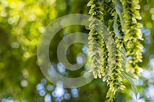 Summer natural background of pterocarya stenoptera