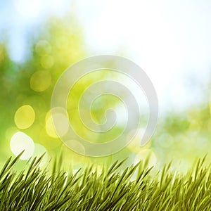 Summer natural backgrounds