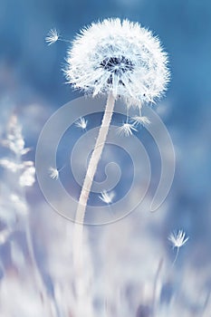 Summer natural floral background. White dandelions and seeds on a blue and pink background. Soft focus.