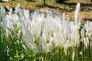 summer nature background with blooming white flowers