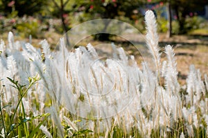 summer nature background with blooming white flowers