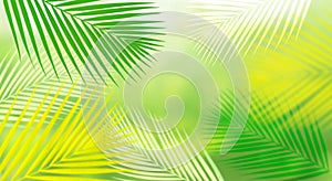 Summer and nature background with blur coconut leaf.fresh green tropical garden.For key visual banner