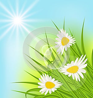 Summer nature background with daisy, grass, blue sky, sunny rays