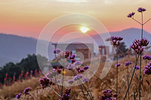 Summer nature background with grass and flower village house and mountains back with bright sunset in the evening