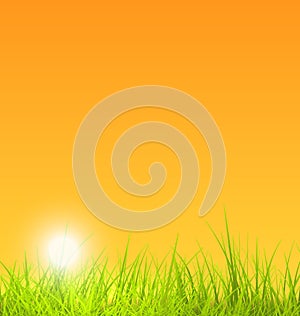 Summer Nature Background with Grass, Sunset