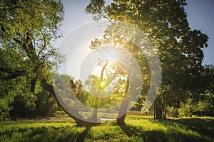 Summer nature on clear sunny morning. Lush green trees and grass