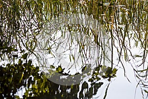 Summer nature details. Green grass and foliage in wet place near the wild lake in the forest