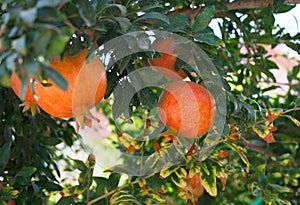 Summer nature fruit background